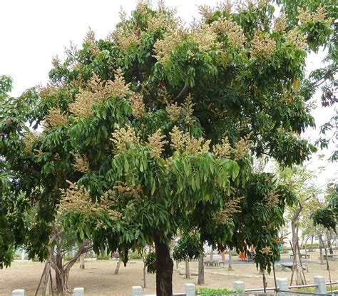 龍眼樹 陰|校園植物圖庫